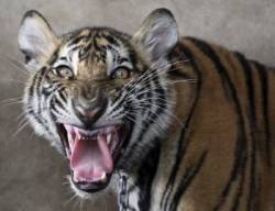 rozhnevany tiger vyceril zuby