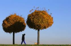 pocasie jesen prechadzka pes stromy