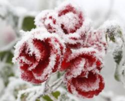 zima sneh pocasie ruza kvet