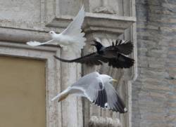 vrana a cajka si podala papezove holu
