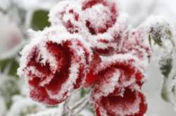 zima sneh pocasie ruza kvet