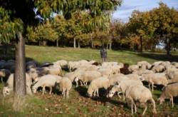 ovce baca pastier