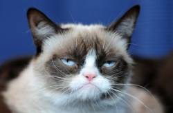 grumpy cat