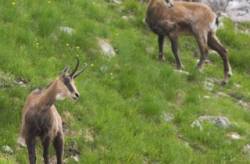 kamziky tatry tanap