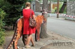 tiger zoo