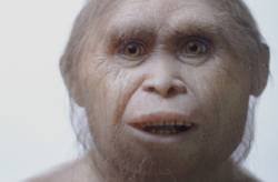 homo floresiensis