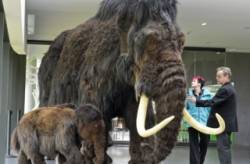 mamut