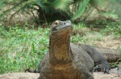 san_antonio_zoo_komodo_dragon 91ababedc31e47b585b919facae21a97 640x420