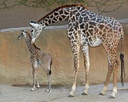 baby_giraffe eb24e1337a37451ab2d5304064ebf0f3 676x540