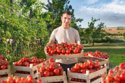 farmar s paradajkami 676x451