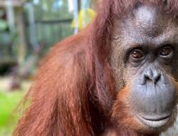 sandra_the_orangutan_73693 05146faebf96425c974ef8d8b09d3b7c 676x518