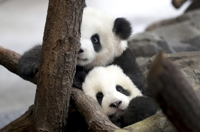 germany_zoo_pandas_32577 cc122ae2d1004d4aa2c2b4e4e84088e8 676x445