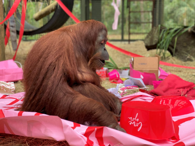 sandra_the_orangutan_49238 dc53663d54f942e38d92cb83d2b90f89 676x508