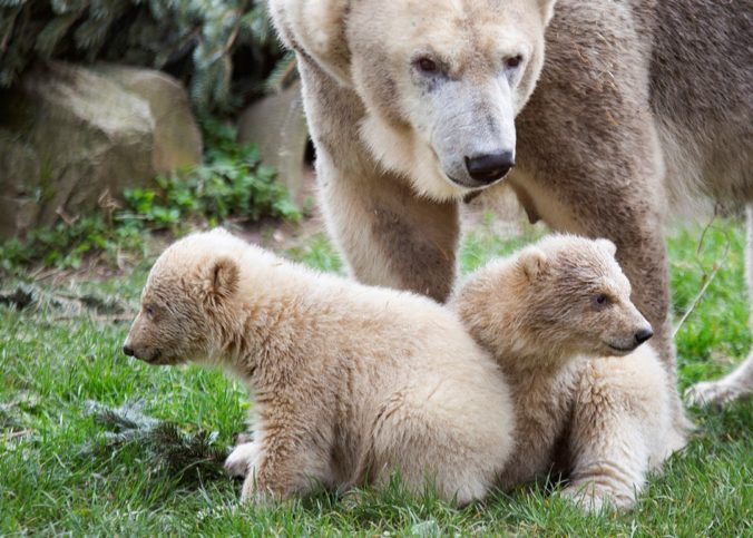 netherlands_polar_bear_cubs_52468 e63ca4c43cdb43a78e539453c1343268 676x483