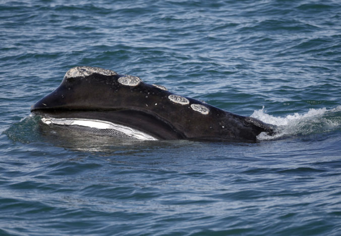 ship_strikes warming_oceans_32536 881ee2bbc948426eb2ad5ddbbaf18691 676x467