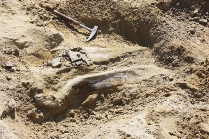 dinosaur_fossil_find_21804 0abc9cffc3634ae3a97a76e36fbc252b 676x451