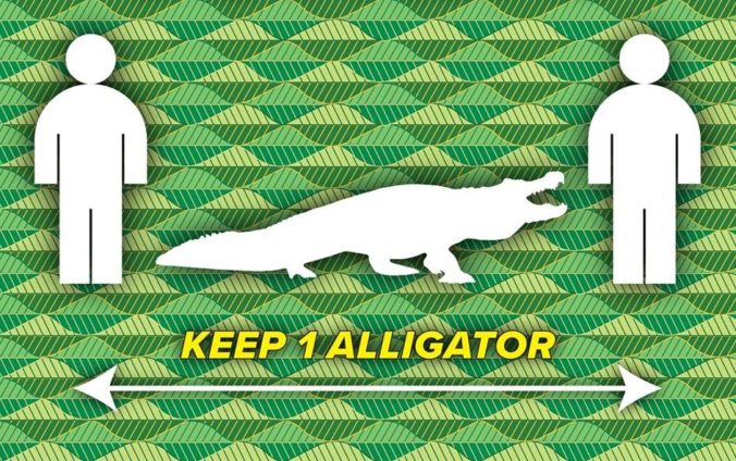 leon odstup aligator 676x424
