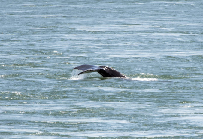 canada_humpback_whale_montreal_01002 efaf537dfb4d4875ae7d63ccdcb47ef9 676x464