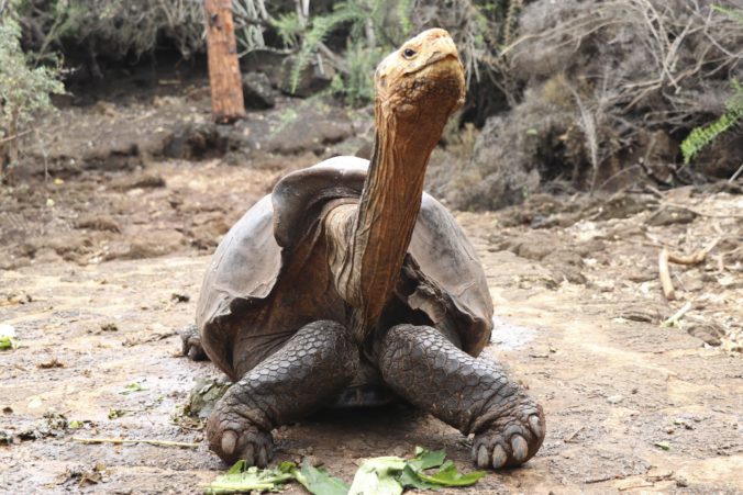 ecuador_galapagos_tortoise_diego_71442 149f8c1baf224fd6856955123c8f5d86 min 676x451