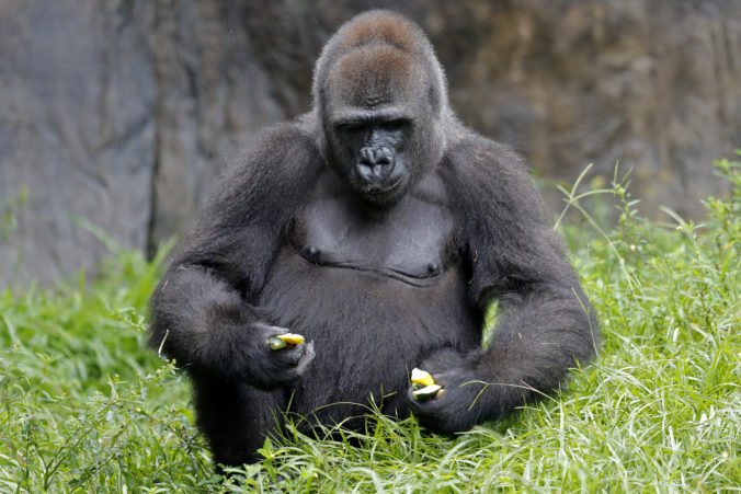 pregnant_endangered_gorilla_32325 10bd6bbd15794e82b17e000c7283650e 676x451