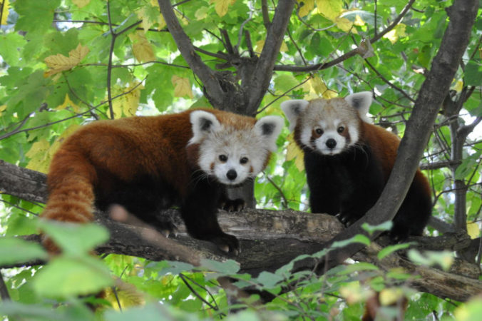cervena panda berlin zoo 676x450