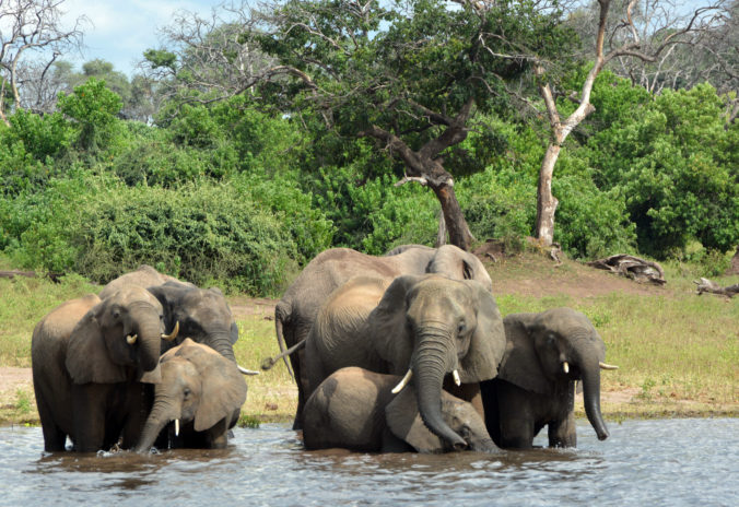 botswana_elephants_dying_14329 47a558159fca4c569f38e97ed848531f 676x464