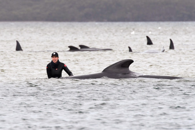 australia_stranded_whales_42630 f08cc6cd2ef14bc6be929410a9c10290 676x451