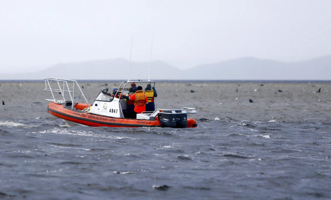 australia_stranded_whales_17511 2779859910f2492d90a5e58d76133a37 676x409