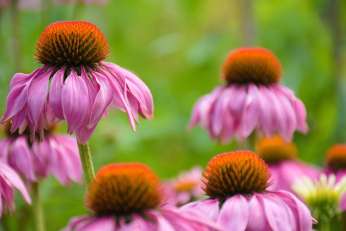 echinacea purpurova 676x451