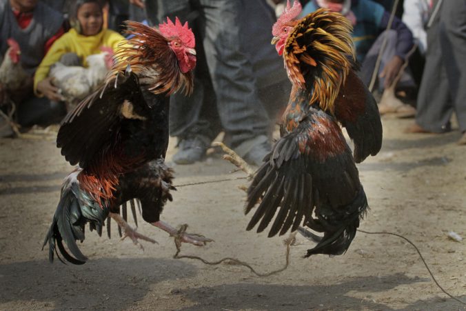 india_cockfight_43155 897b50e7309147a2b890ac859c14f8c7 676x451