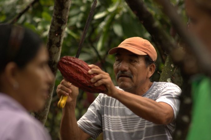 sustainabilitythriving peoplesupply chaincocoa harvesting 676x450