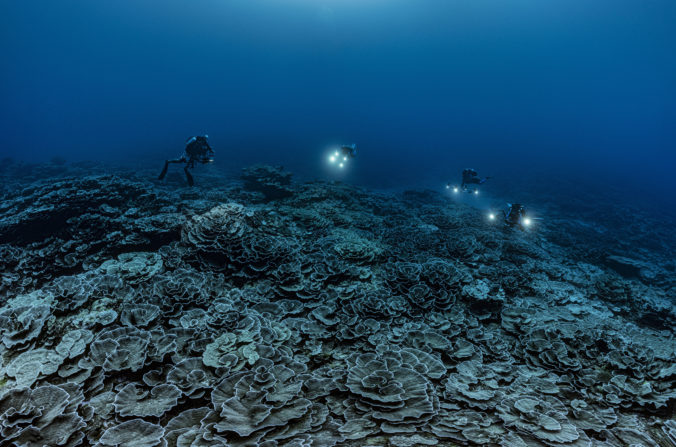 tahiti_coral_reef_92281 97b421f3476b47f0beb2c7e25d127561 676x447