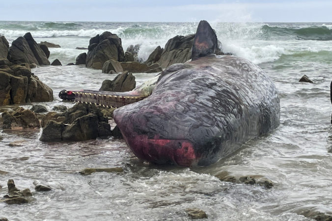 australia_dead_whales_16221 c4215974b86a4509b115b825642a59ae 676x451