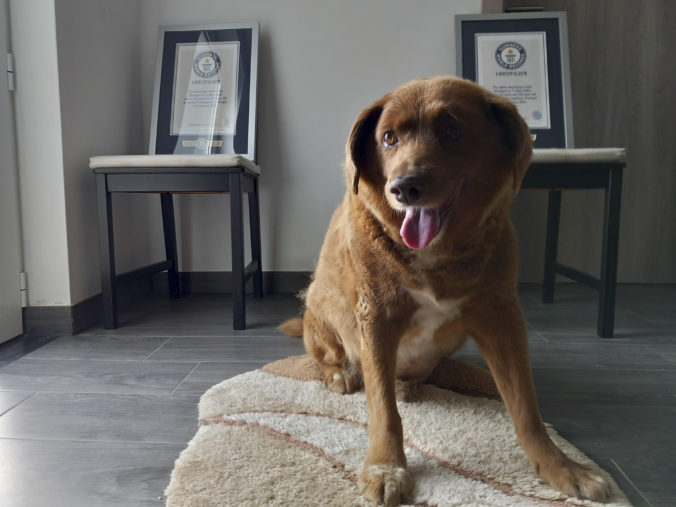 portugal_oldest_dog_dies_94001 676x507