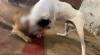 Polícia zasiahla proti organizátorom psích zápasov. Akcia Anubis odhalila desiatky pitbullteriérov a množstvo dôkazov (video)