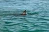 Plavca pri pobreží južnej Kalifornie napadol žralok, zranenia ktoré utrpel nie sú život ohrozujúce