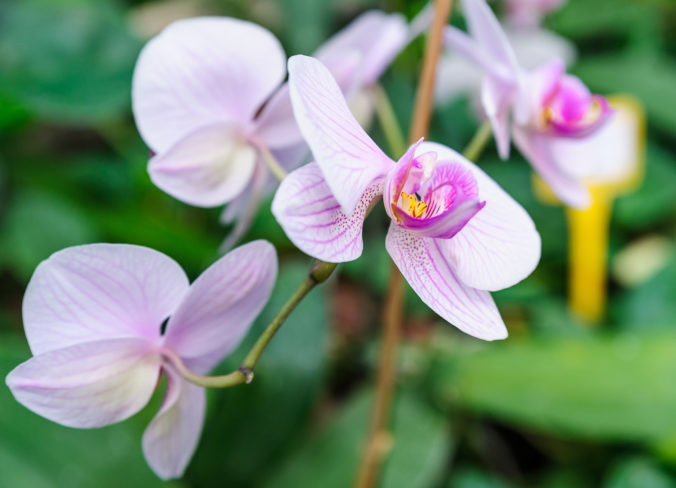 orchidea 6 676x488