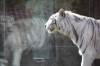 Bratislavská ZOO po takmer dvojmesačných obmedzeniach otvára svoje brány