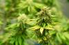 Deti sa intoxikovali po konzumácii potravinového produktu, zistili v ňom THC