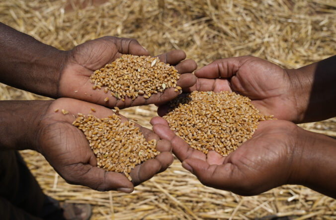 zimbabwe_wheat_00341 676x443