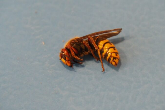 img_20251002_114901_689 676x450